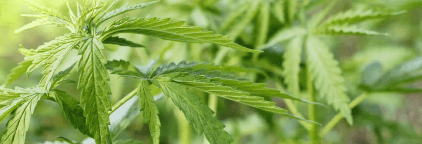 Mehrere grüne Hanfpflanzen in der Natur